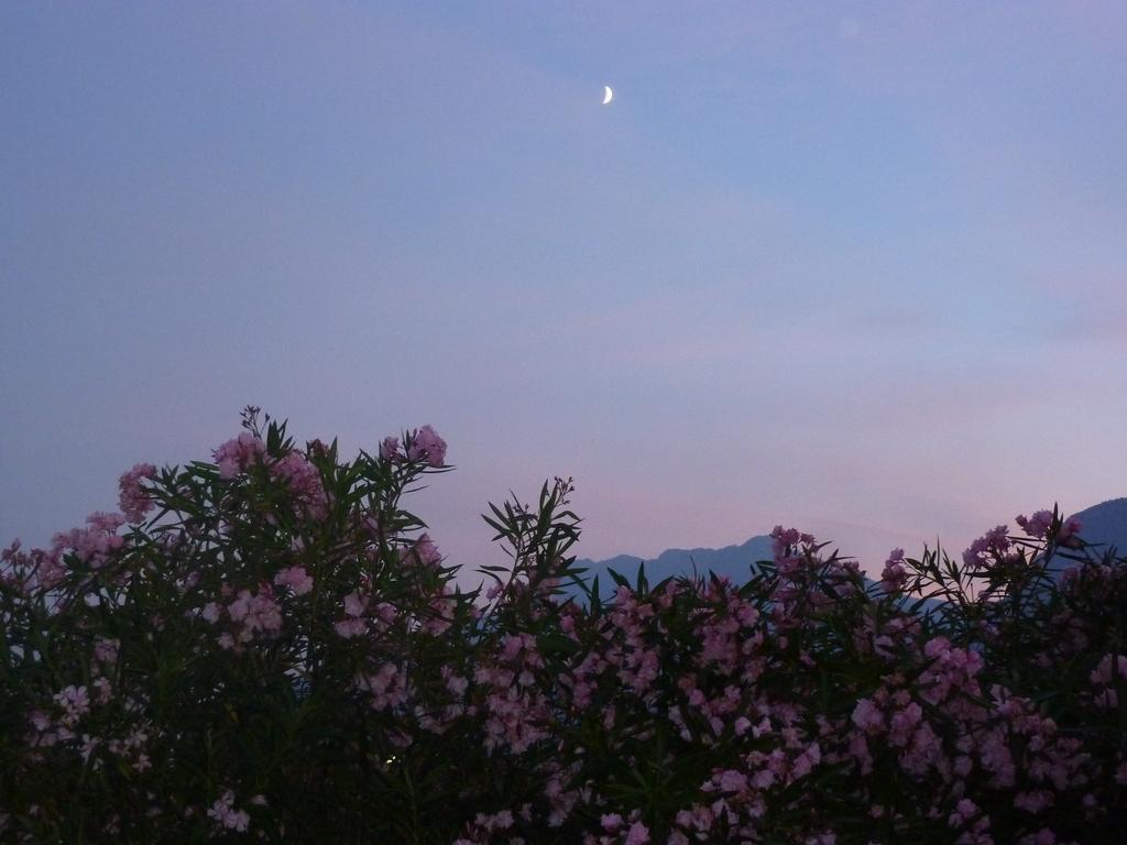 Al Rustico Hotel Torbole Sul Garda Buitenkant foto